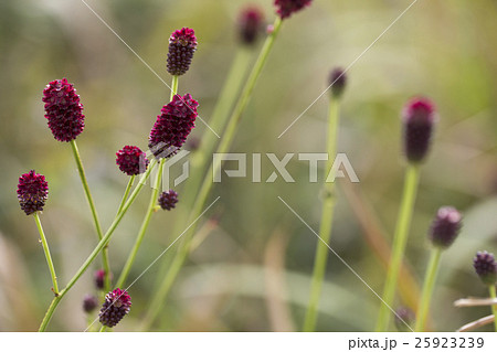 ワレモコウ ワレモコウ 25923239