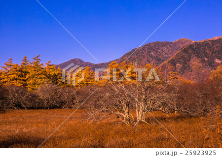 【栃木県・日光国立公園】戦場ヶ原の紅葉 25923925