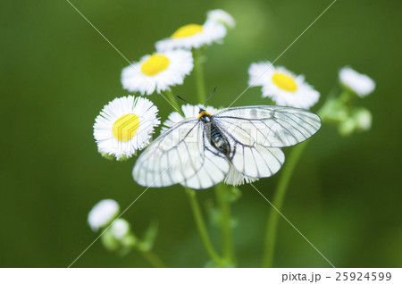 ウスバシロチョウ ウスバシロチョウ 25924599