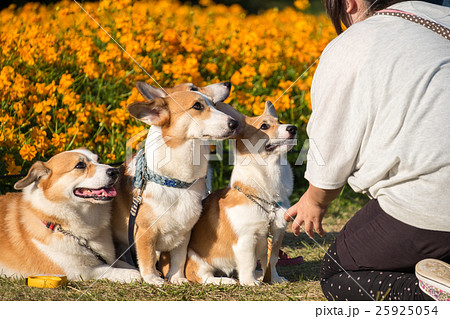 Welsh Corgi Pembroke on the ground  25925054