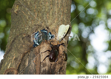 オオムラサキ オオムラサキ 25925064