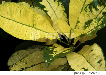 観葉植物 黄色葉の写真素材