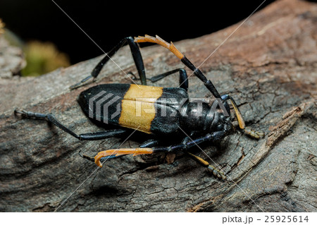Mimusop Stem Borer (Pachyteria dimidiata) 25925614