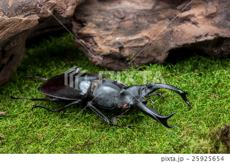 Stag Beetle (Hexarthrius nigritus) Beetle Stag Beetle (Hexarthrius nigritus) Beetle 25925654