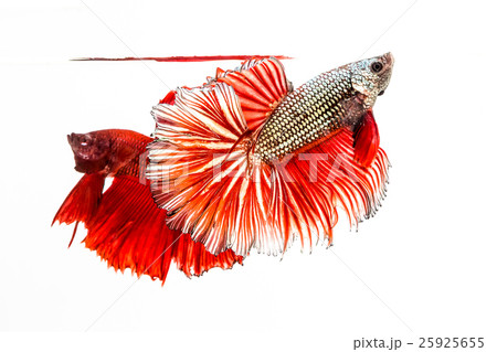 The Siamese Fighting Fish, Betta Fish The Siamese Fighting Fish, Betta Fish 25925655