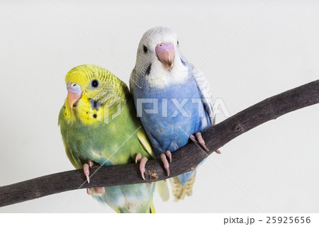 Little Cute Budgerigar, Budgie, Bird Little Cute Budgerigar, Budgie, Bird 25925656