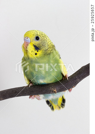 Little Cute Budgerigar, Budgie, Bird Little Cute Budgerigar, Budgie, Bird 25925657