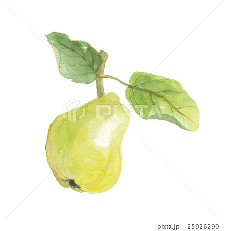 マルメロ 25926290