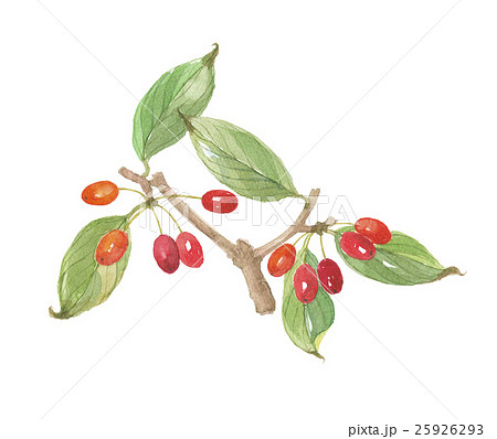 サンシュユの実 サンシュユの実 25926293