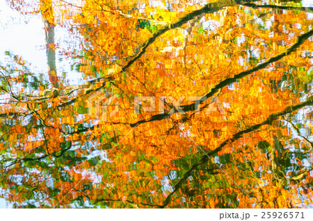 Colorful Autumn trees reflected in water Colorful Autumn trees reflected in water 25926571
