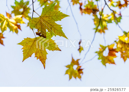 Beautiful Colorful Autumn Leaves Beautiful Colorful Autumn Leaves 25926577