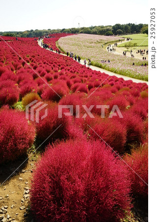 みはらしの丘 みはらしの丘 25927053