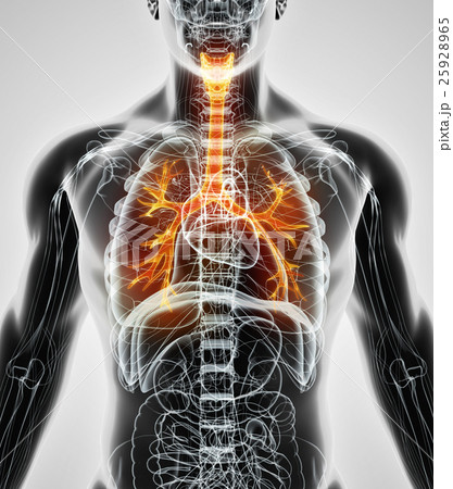 3D illustration of Larynx Trachea Bronchi. 3D illustration of Larynx Trachea Bronchi. 25928965