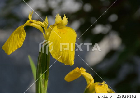 花菖蒲 花菖蒲 25929162