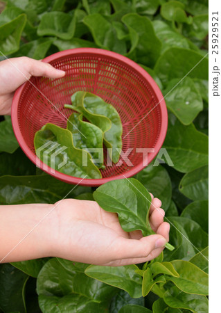 ツルムラサキ　子供の収穫　初心者の家庭菜園 25929521