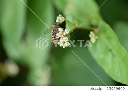 ミツバチと雑草の白い花 25929600