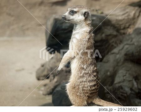 ミーアキャット　横向き 25929602