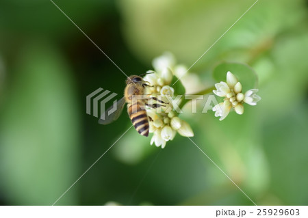 ミツバチと雑草の白い花 ミツバチと雑草の白い花 25929603