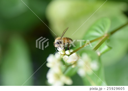 ミツバチと雑草の白い花 ミツバチと雑草の白い花 25929605