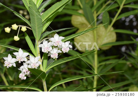 フウセントウワタの花 25930180