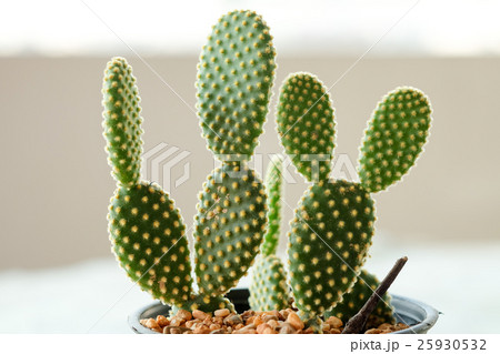 Opuntia microdasys or Bunny ears cactus in pot 25930532