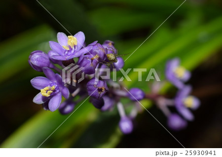 美しいヤブランの花 25930941