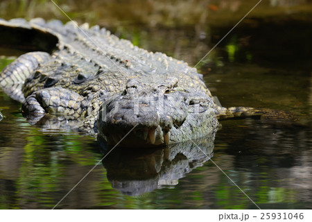 Big crocodile in National park of Kenya Big crocodile in National park of Kenya 25931046