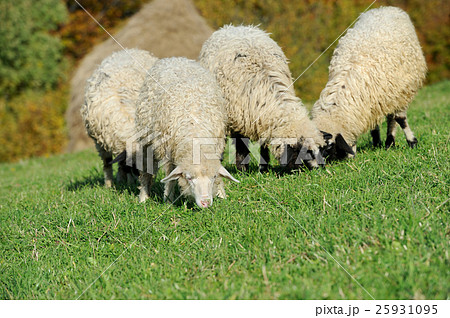 Flock sheep on a autumn field 25931095