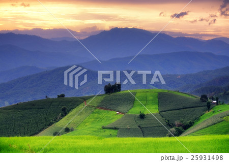 Terraced rice field  25931498