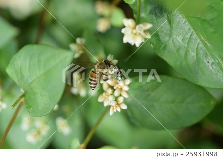 ミツバチと小粒の白い花 25931998