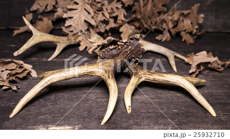 Deer Antlers On Wooden Background Deer Antlers On Wooden Background 25932710