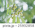 木になるどんぐり 25932858
