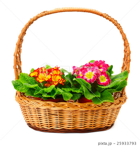 Colored primroses in the basket Colored primroses in the basket 25933793