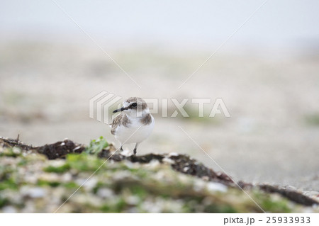 シロチドリ(白千鳥) 25933933