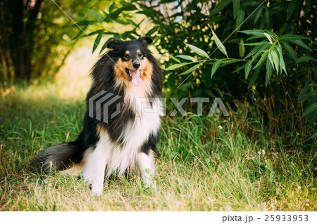 Staring To Camera Tricolor Scottish Rough Long 25933953