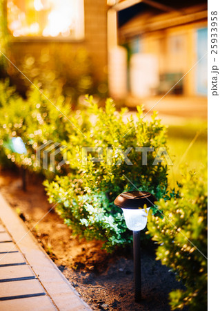 Night View Viola Flowerbed Illuminated Energy 25933958
