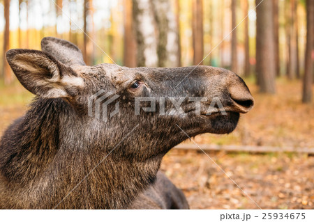 Close up of wild female moose, elk 25934675