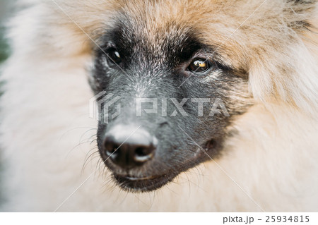 Gray Keeshound, Keeshond, Keeshonden Dog - German 25934815