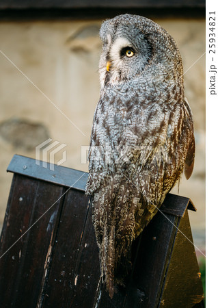 The great grey owl or great gray owl ,Strix The great grey owl or great gray owl ,Strix 25934821