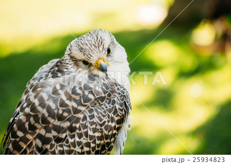 Hybrid Gyrfalcon and Saker falcon Hybrid Gyrfalcon and Saker falcon 25934823