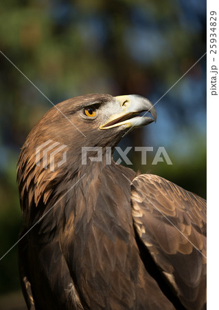 Eagle Haliaeetus albicilla on green grass 25934829