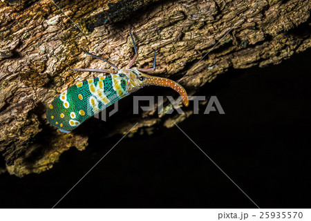 lantern bug , Lantern Fly, the insect on tree 25935570