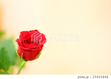 ばら バラ 薔薇 ローズ 赤い薔薇 赤い花 コピースペース 文字入れ バラ壁紙 背景 ギフト 女性の写真素材