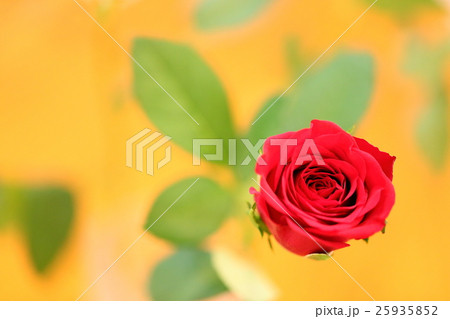 ばら バラ 薔薇 ローズ 赤い薔薇 赤い花 コピースペース 文字入れ バラ壁紙 背景 ギフト 女性 ばら バラ 薔薇 ローズ 赤い薔薇 赤い花 コピースペース 文字入れ バラ壁紙 背景 ギフト 女性 25935852