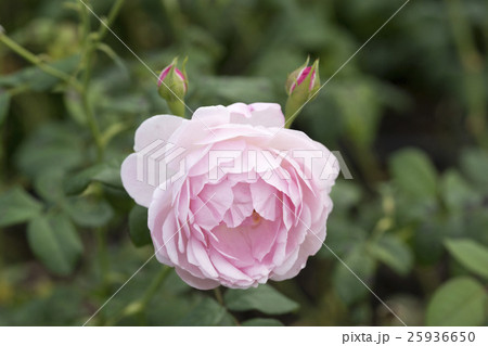 ピンクのバラの花一輪 25936650