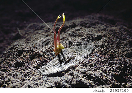Twin young plants growing from mango seed 25937199