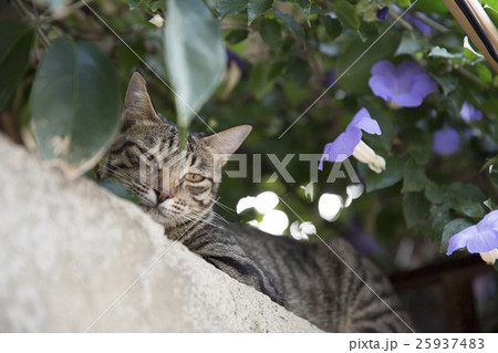 猫 ねこ ネコ 25937483