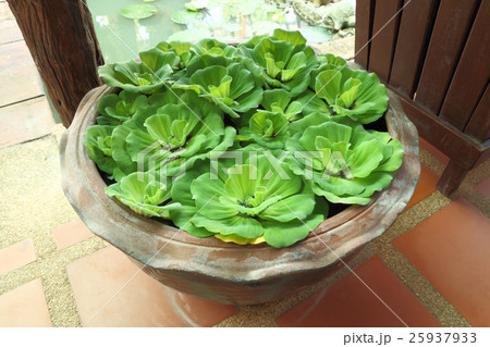 Green pistia stratiotes in pottery near pond. Green pistia stratiotes in pottery near pond. 25937933