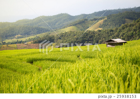 rice field scenery in Thailand 25938153