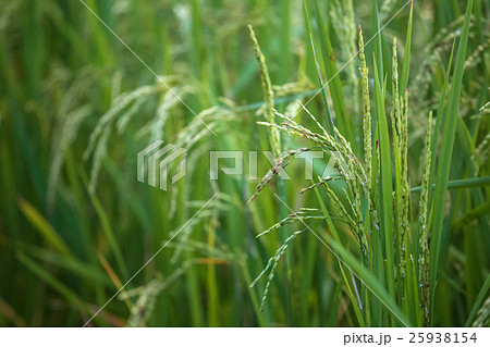 rice field 25938154